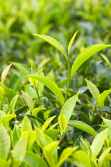 Fresh leaves of green tea close up at plantation