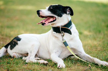 Dog - human`s true friend. Big adorable puppy with funny muzzle and kind eyes relaxing on green grass at field. Beautiful lovely happy breeding dog outdoor portrait. Domestic smiling pet.