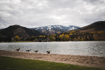 Fototapeta na wymiar Geese walking towards a lake with a ski mountain in the background. 