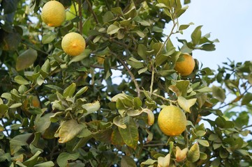 Yellow lemons on the tree