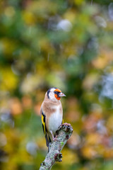 European Goldfinch (Carduelis carduelis) perched on branch with autumn background