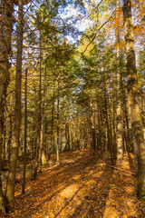 Pathway in the forest during a sunny autumn day