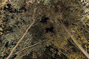 Magic mystery trees in night forest. Branch, leaves nature abstract background texture