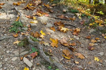 Autumn colorful leaves. Slovakia	