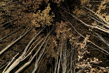 Autumn trees with leaves in night magic forest