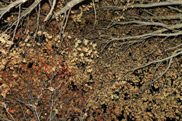 Magic mistycal autumn trees in night forest. Branch, leaves nature abstract background texture