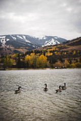 Geese swimming in Nottingham Lake in Avon, Colorado with Beaver Creek in the background. 