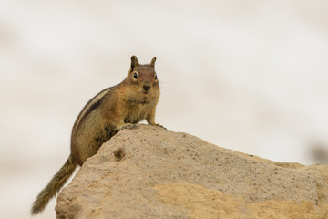 Squirrel in Mount Rainier