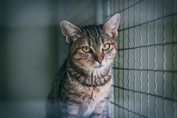 Naklejka premium Abandoned cat in cage. Animal shelter