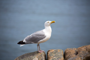 Seagull stand on a rock, head up