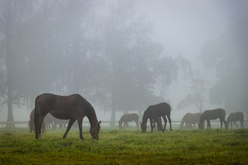 Herd of horses in autumn fog 