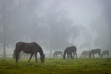 Foto auf Leinwand Herd of horses in autumn fog  © encierro