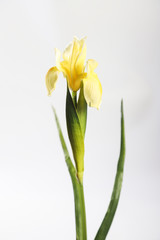 Single yellow tulip flower isolated on white background.