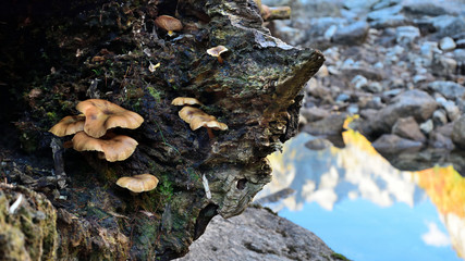 Funghi autunnali in Val di Mello