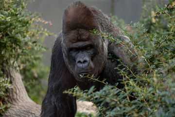 Obraz premium Close up of a silverback gorilla looking straight at the camera framed by greenery surrounding the face