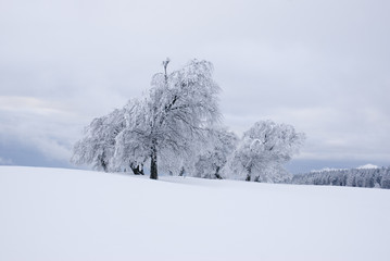 Verschneite Bäume am Schauinsland im Schwarzwald / Snowy trees on the Schauinsland in the Black Forest