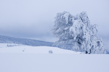 Fototapeta na wymiar Verschneite Windbuche am Schauinsland im Schwarzwald / Snowy Windbeam on the Schauinsland in the Black Forest
