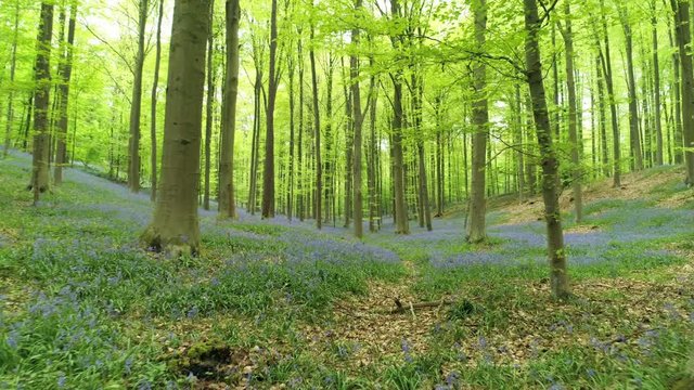Motion between trees in Halle Forest. Blooming bluebells on meadows under trees. Hallerbos, Belgium
