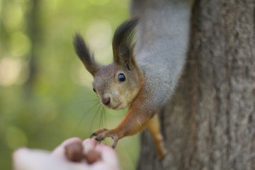 The squirrel reaches a paw for nuts on a palm of the person