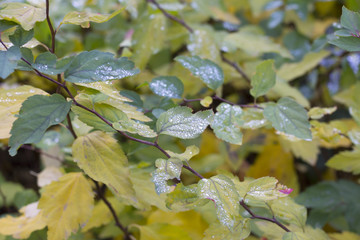 Green branch with dew