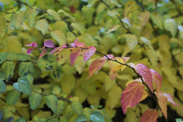 Red branch on green shrub