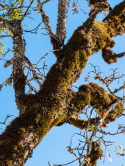 Alter Baum mit Moosbewuchs