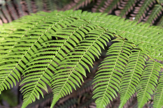 green ferms leaves backgound in sunlight