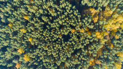 Aerial view of the public park in autumn time