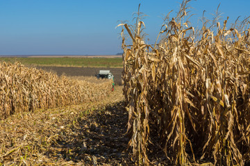 harvesting corn by a combine on a field against a clean, blue sky