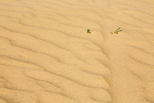 curved pattern on sand, with small plant