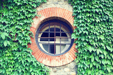 round window on facade covered by green creeper