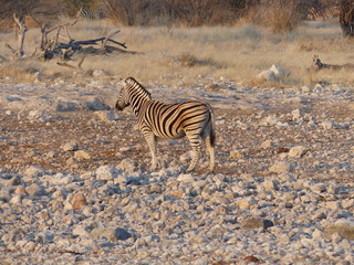 Obraz premium Zebra Namibia