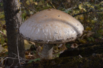 The fungus grows on a fallen tree close-up.