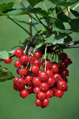 On a bush branch ripe berries redcurrant