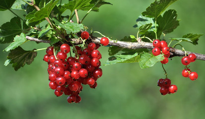 On a bush branch ripe berries redcurrant