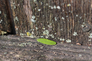 small leaf on old fence