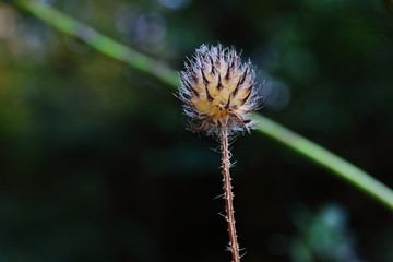 trockene Distel im Herbst