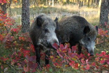 young wild pigs/ young wild pigs in the autumn forest