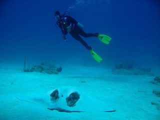 Diver with Stingray