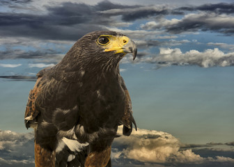junger steinadler