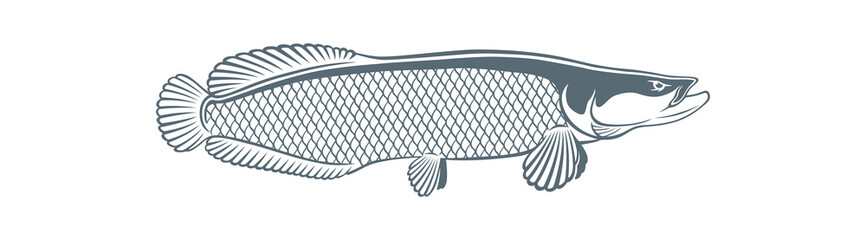arapaima fish