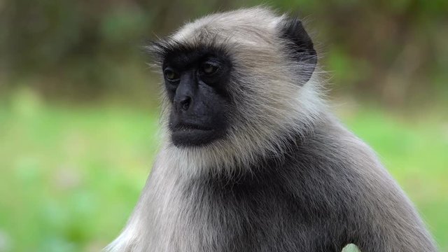 Northern plains gray langur (Semnopithecus entellus) monkey struggling to stay awake