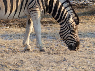 Fototapeta na wymiar Zebra Namibia