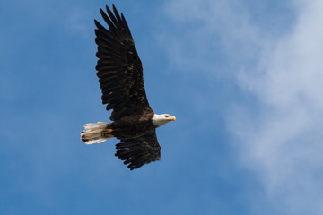 Bald Eagle
