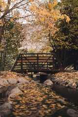 A bridge in a park surrounded by autumn leaves. 