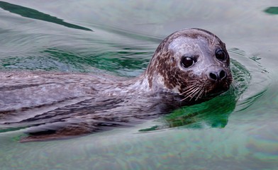 Seal in Bergen