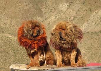 Tibetan mountain dogs 