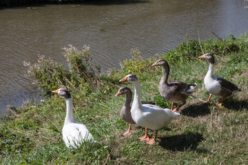 geese on riverbank