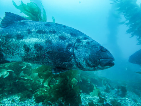 Close Up Profile Giant Sea Bass In Kelp Forest Underwater Fish