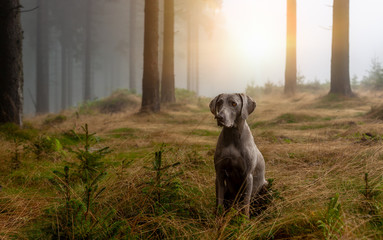 Weimaraner Jagdhund im Wald